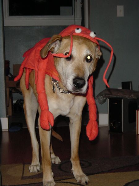 Lobster Dog 1.jpg